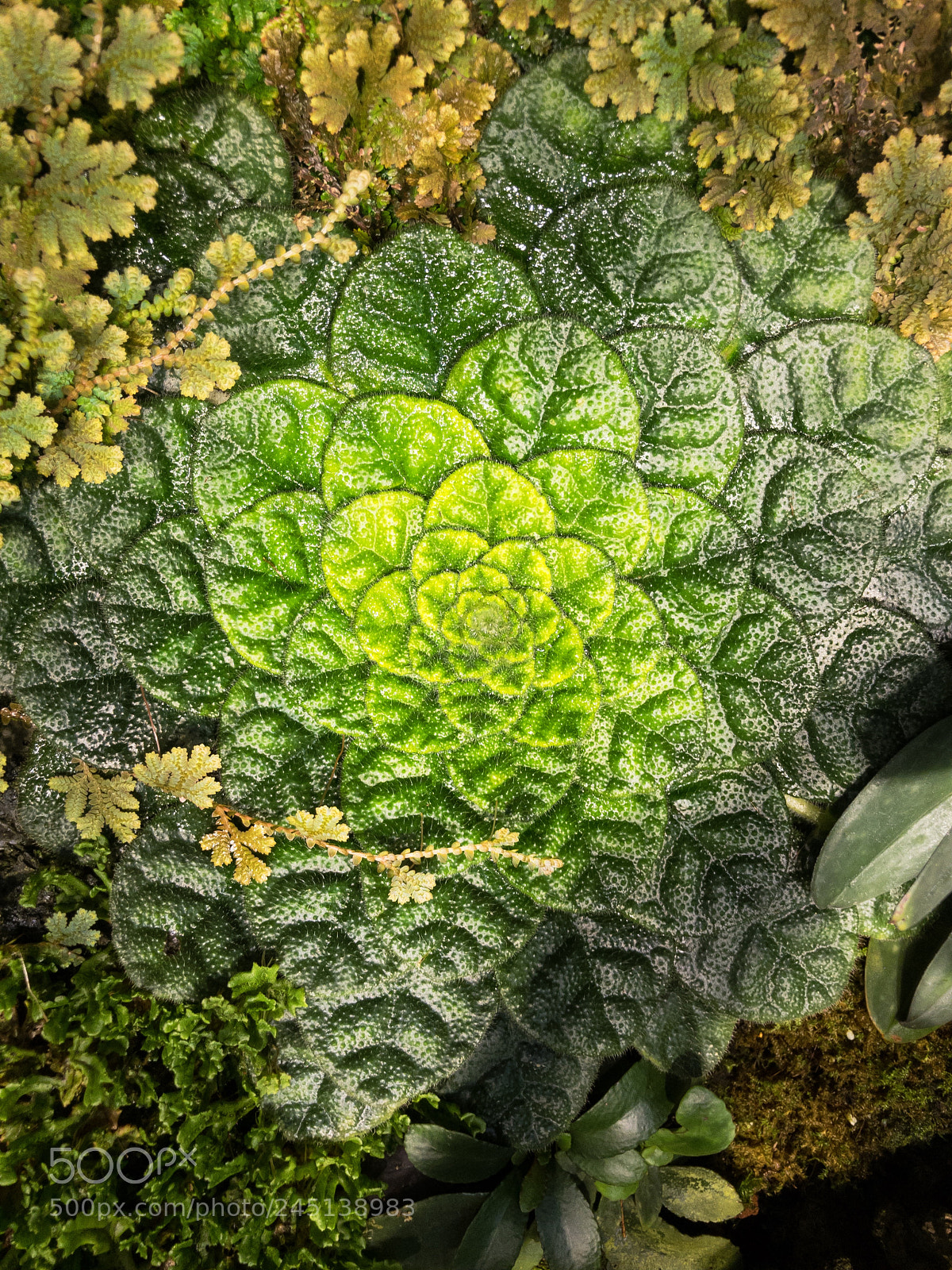 Apple iPhone 7 Plus sample photo. Rainforest photography
