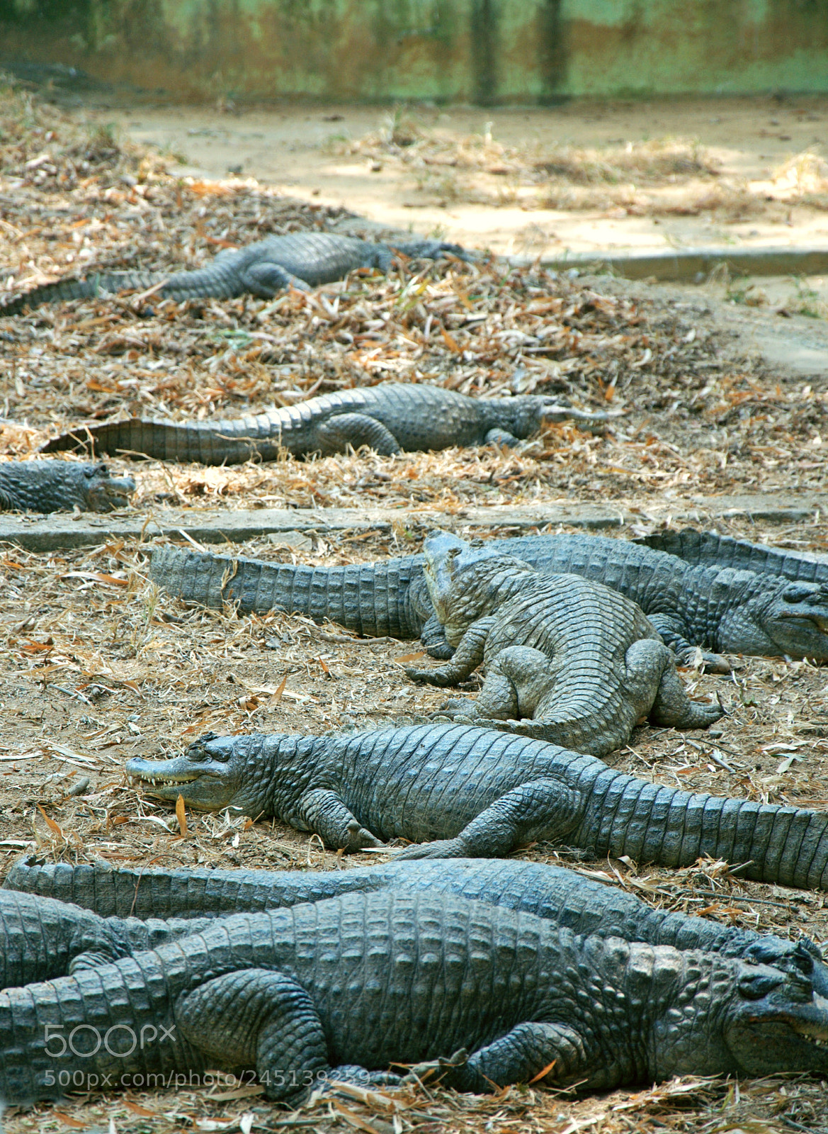 Nikon D90 sample photo. Crocodile family photography