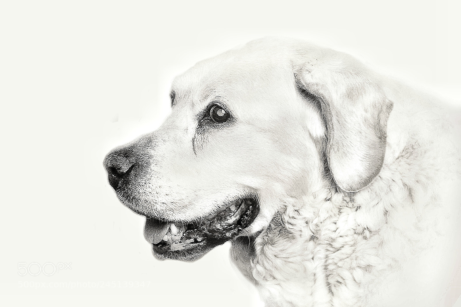 Canon EOS 60D sample photo. Bob at 16 years photography