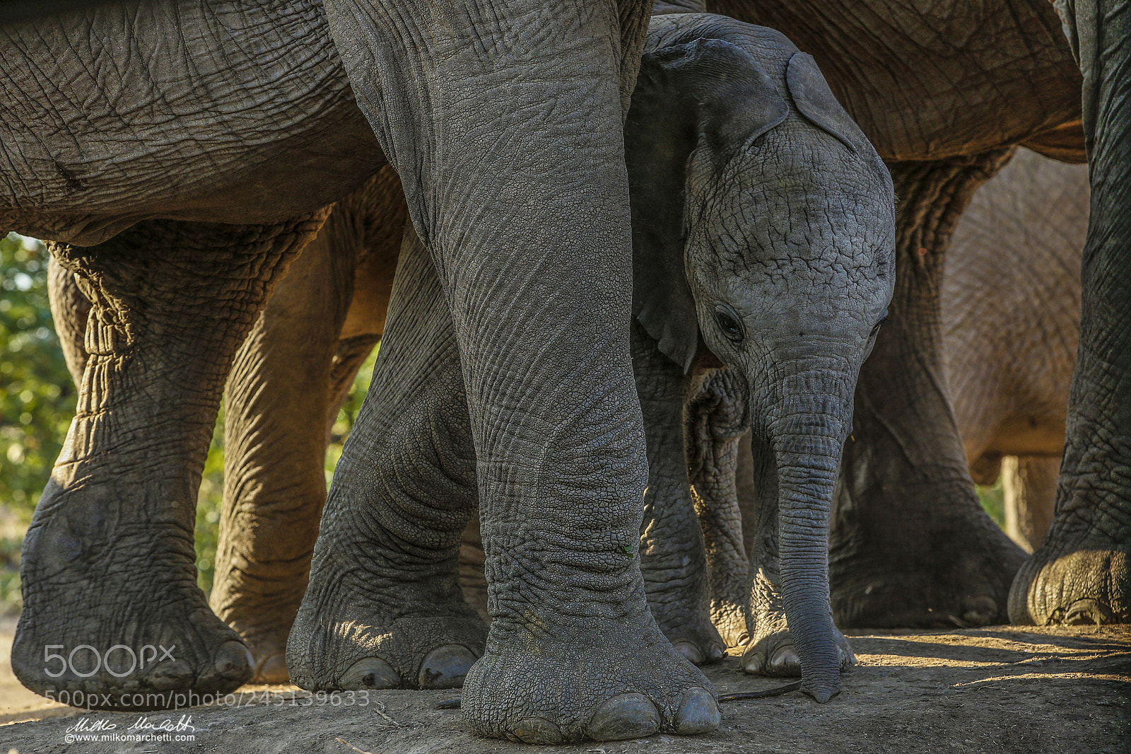 Canon EOS-1D X sample photo. Elephant cub photography