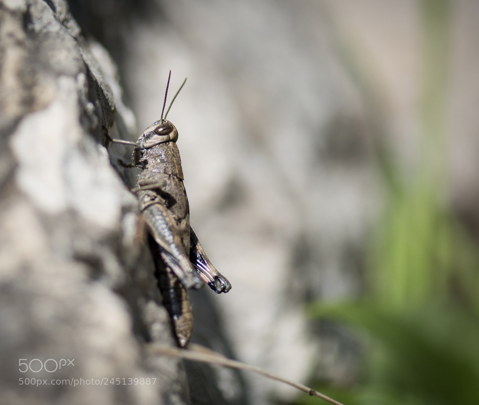 Nikon D810 sample photo. Alien photography
