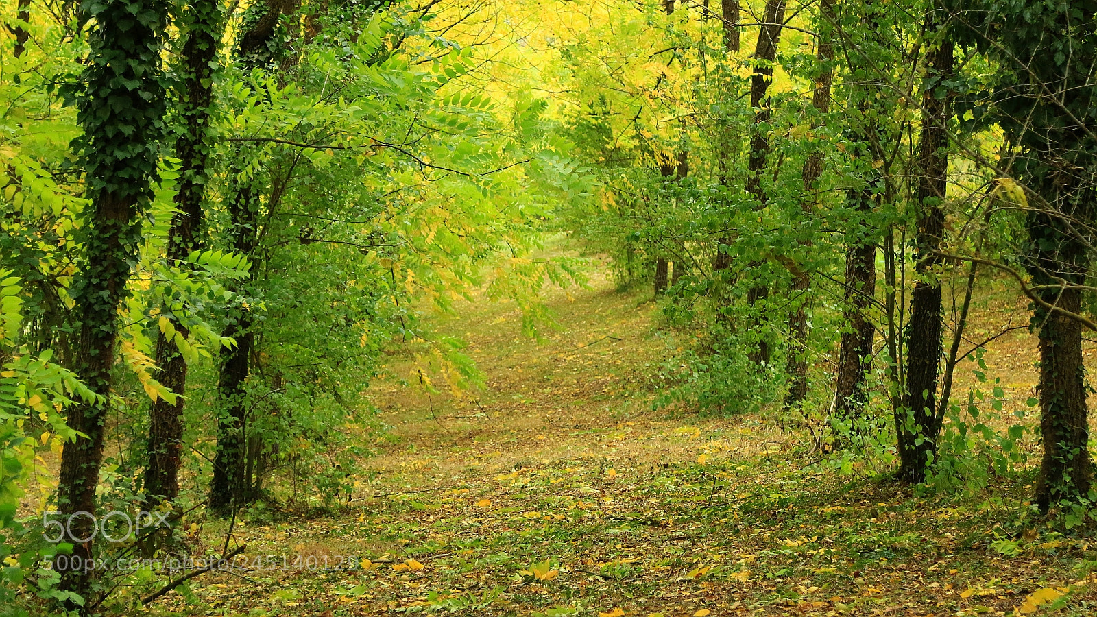Canon EOS 70D + Canon EF 24-105mm F4L IS USM sample photo. Forest photography
