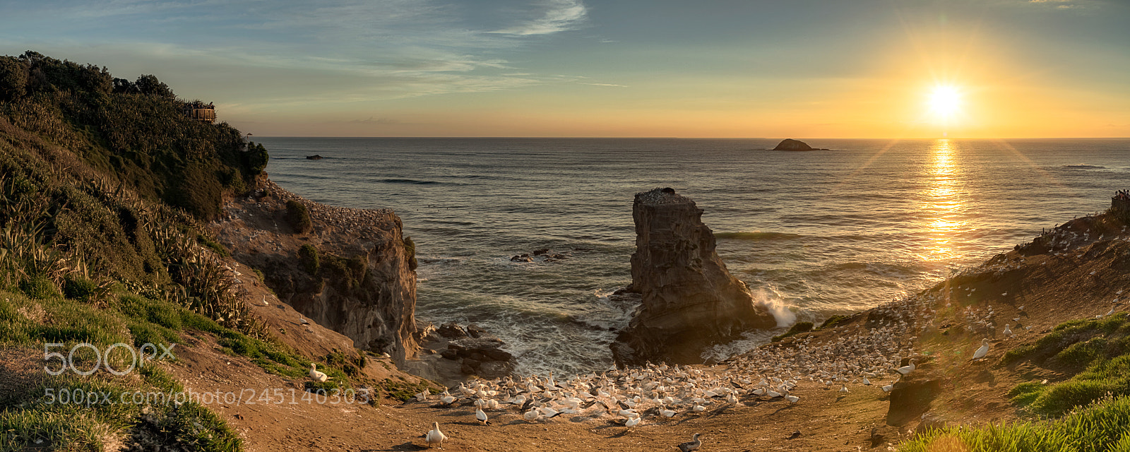 Canon EOS 7D Mark II sample photo. The gannets at muriwai photography