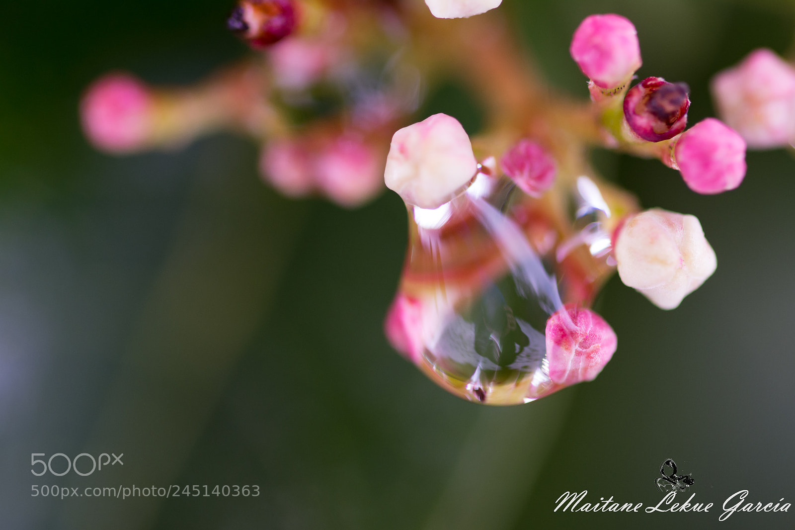 Nikon D7100 sample photo. Flor en gota photography
