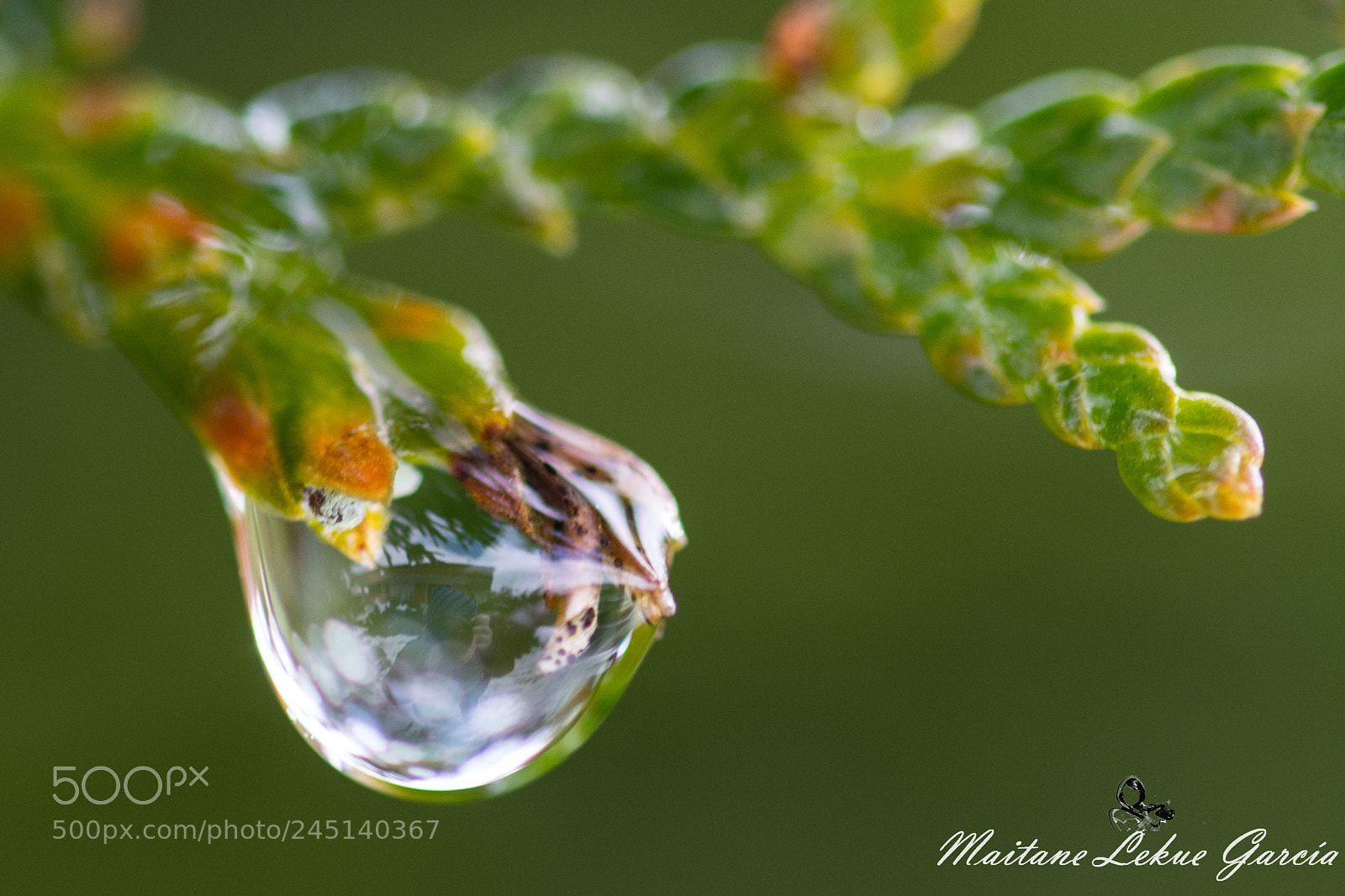 Nikon D7100 sample photo. Reflejo en gota photography