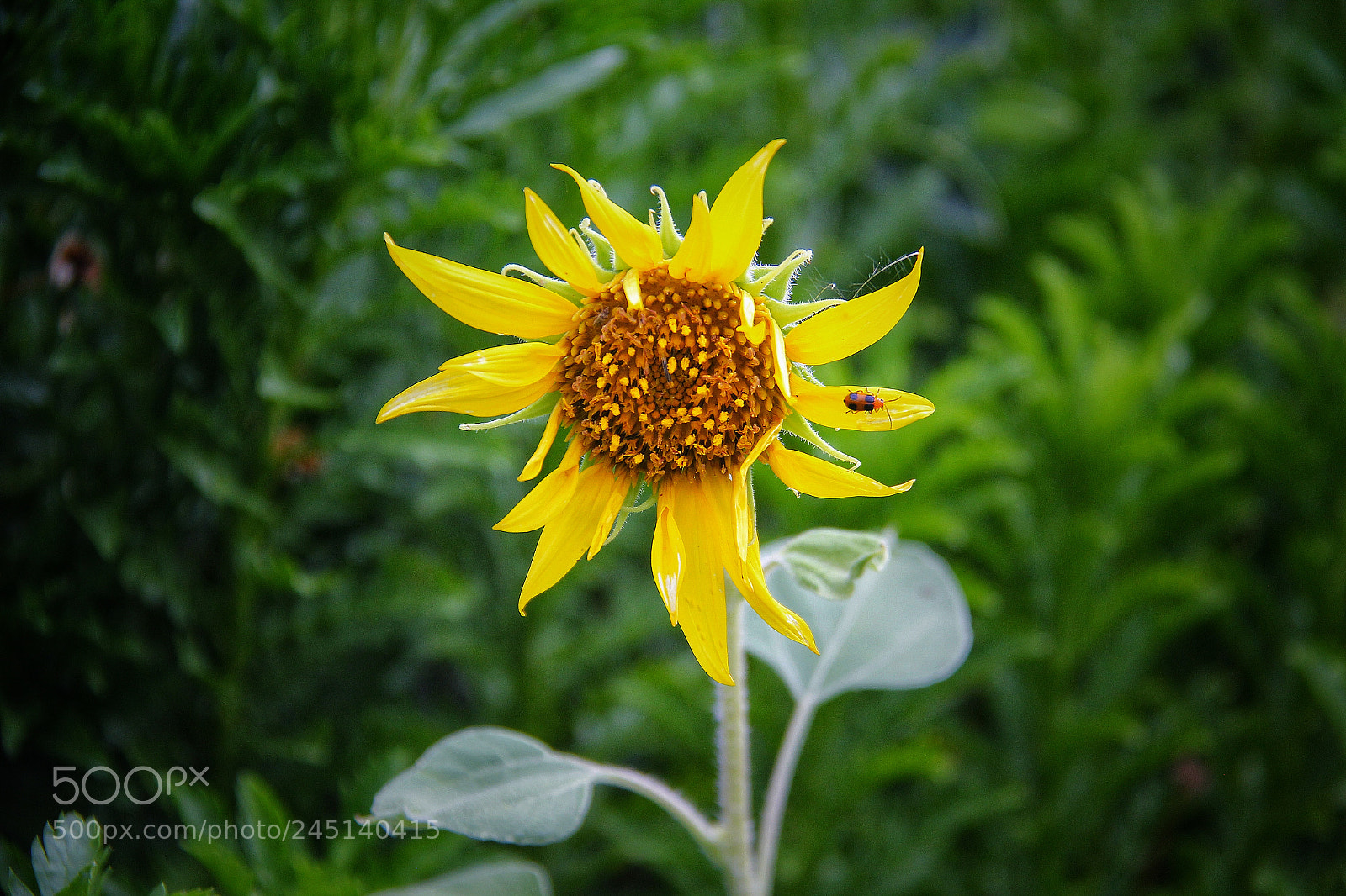 Canon EOS 60D sample photo. Last of the summer photography