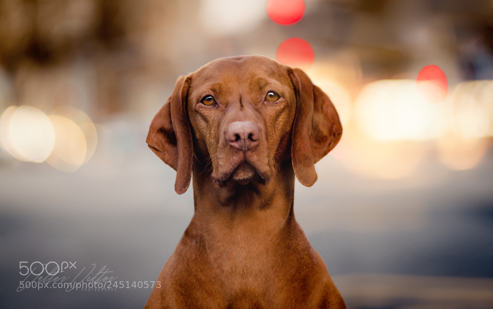 Nikon D610 sample photo. Ribizli photography