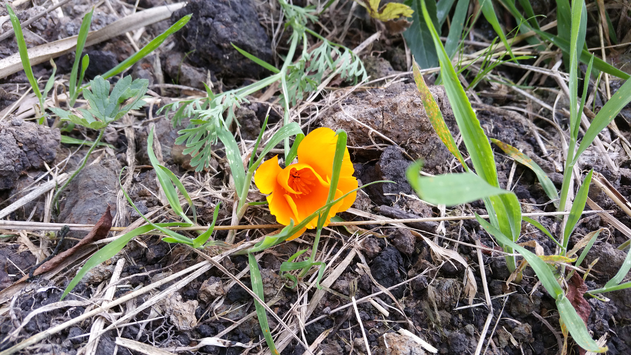 Samsung Galaxy S5 LTE-A sample photo. Flower photography