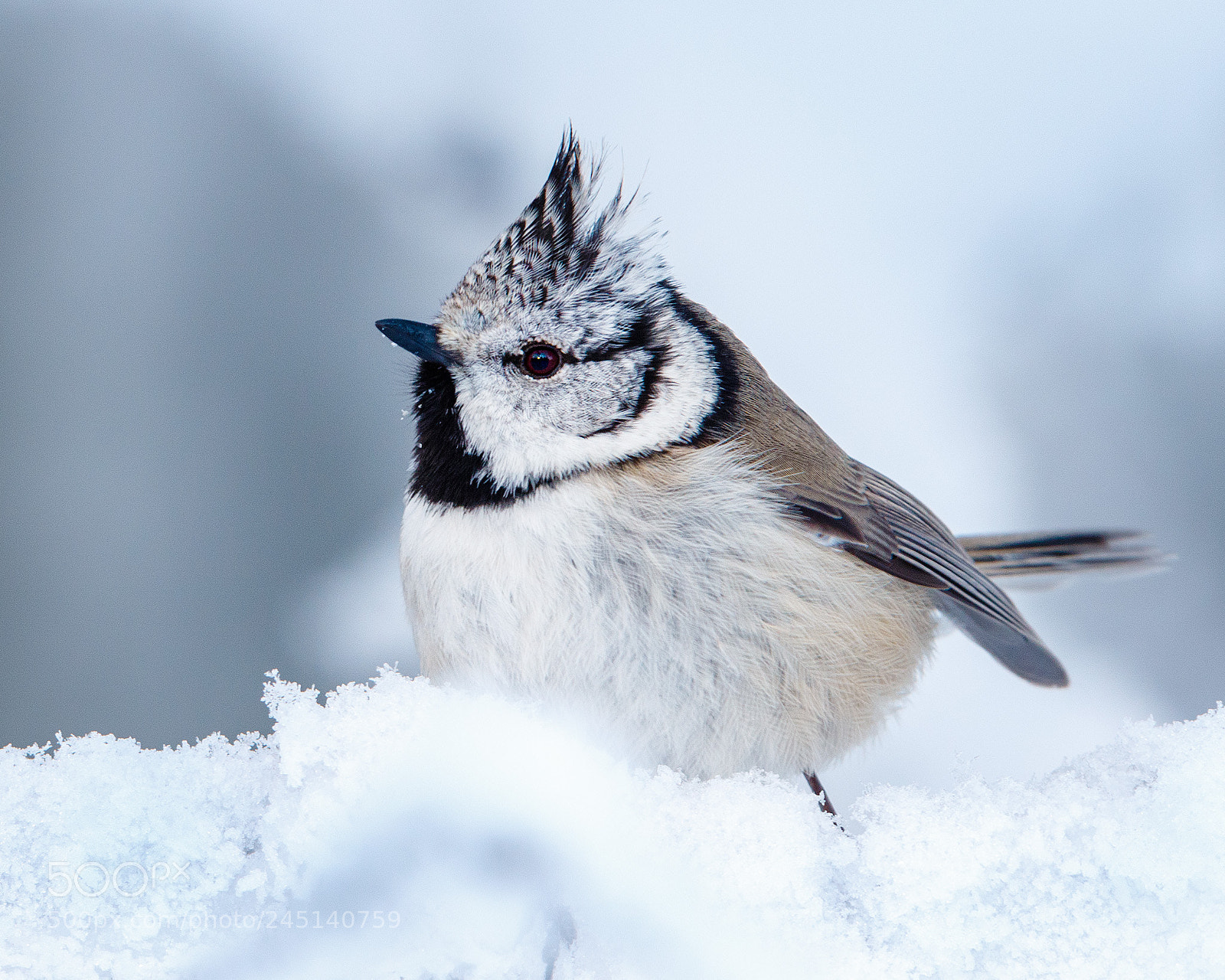 Canon EOS 7D Mark II sample photo. Crested tit photography