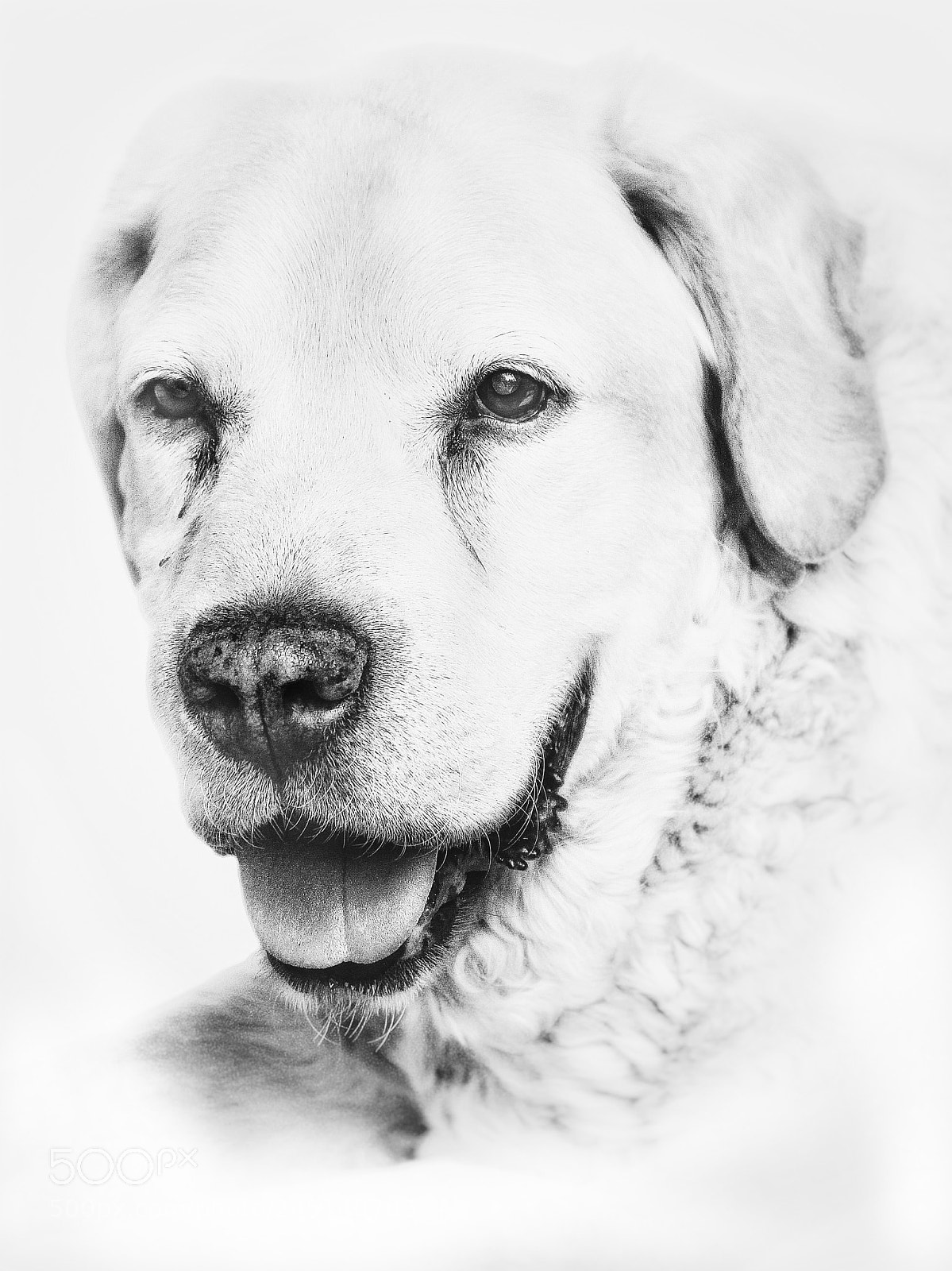 Canon EOS 60D sample photo. Bob photography