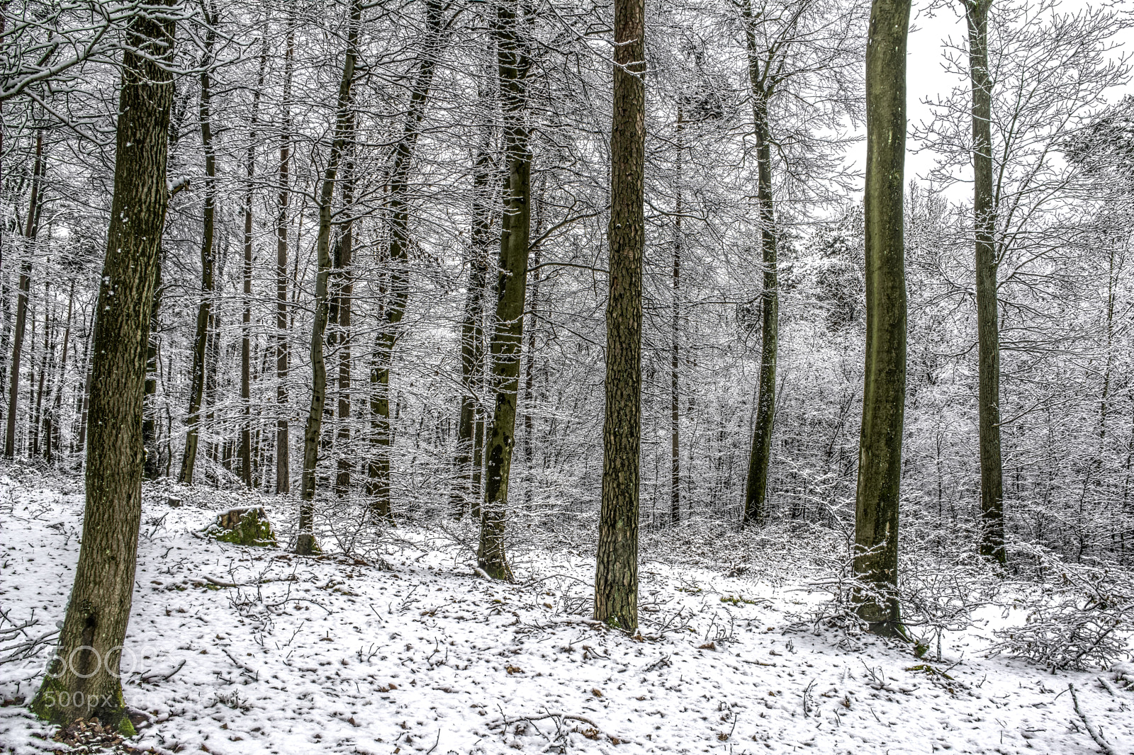 Nikon D7100 sample photo. Forest30 photography