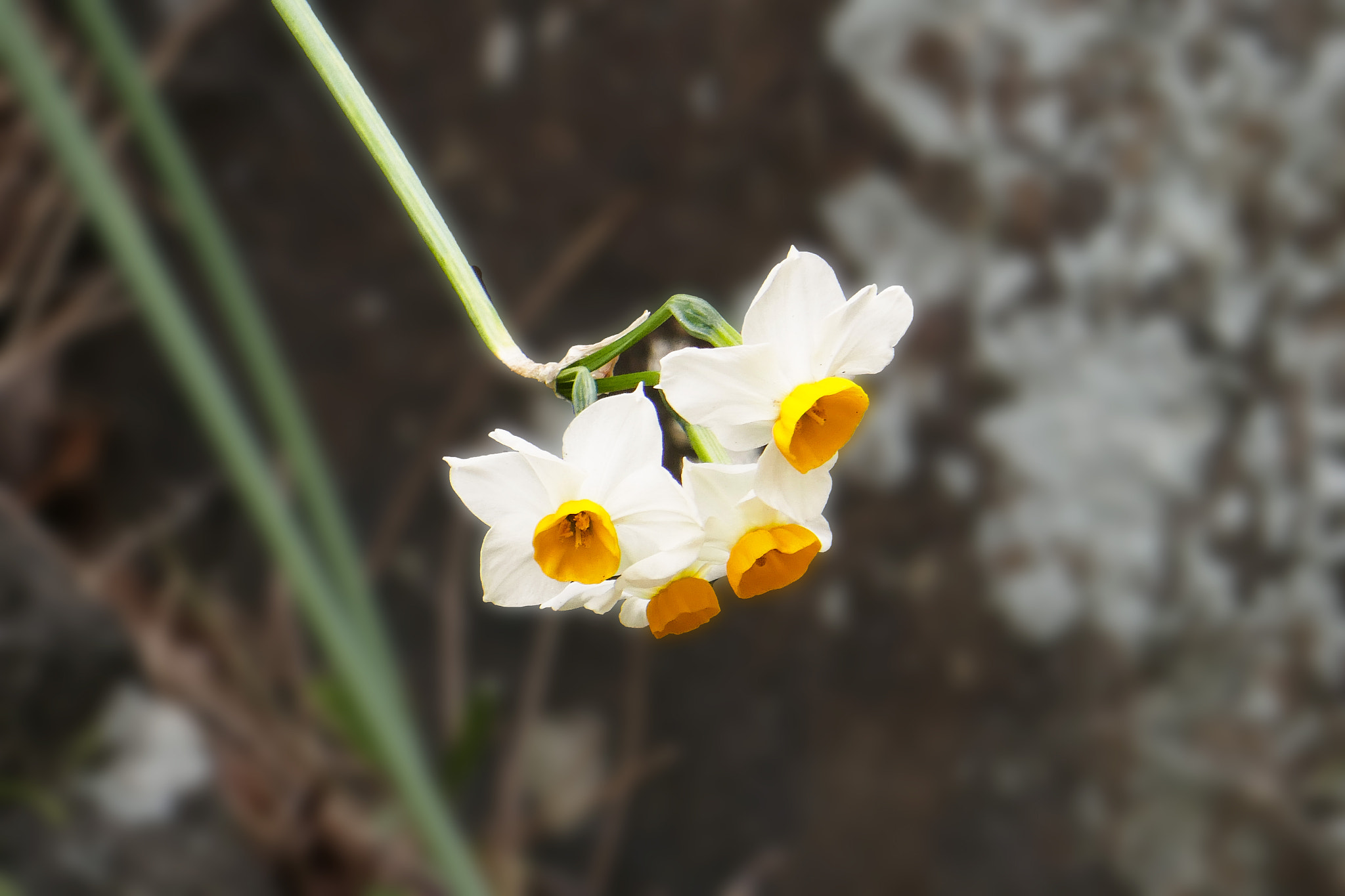 Panasonic DMC-TX1 sample photo. 垂れスイセン photography
