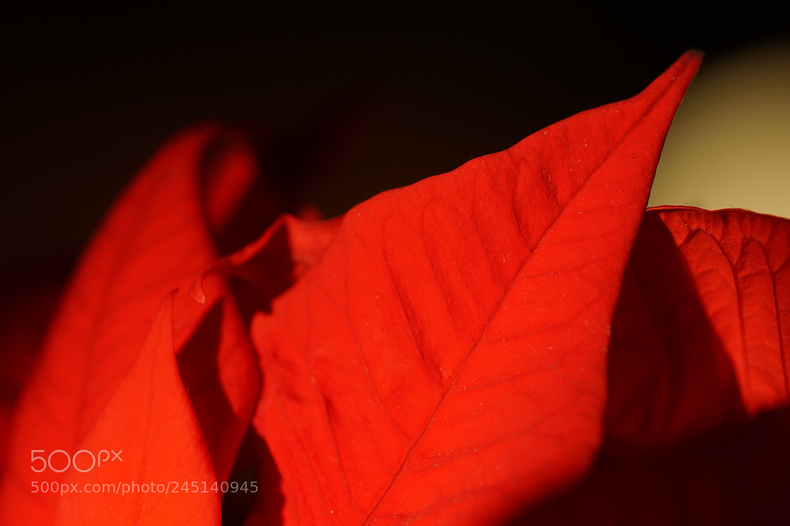 Sony ILCA-77M2 sample photo. Soleil d'hiver photography