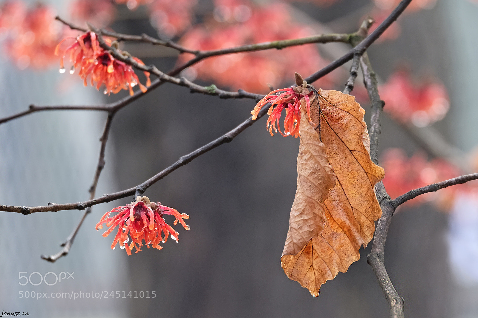 Fujifilm X-T10 sample photo. Lonely autumn leaf photography