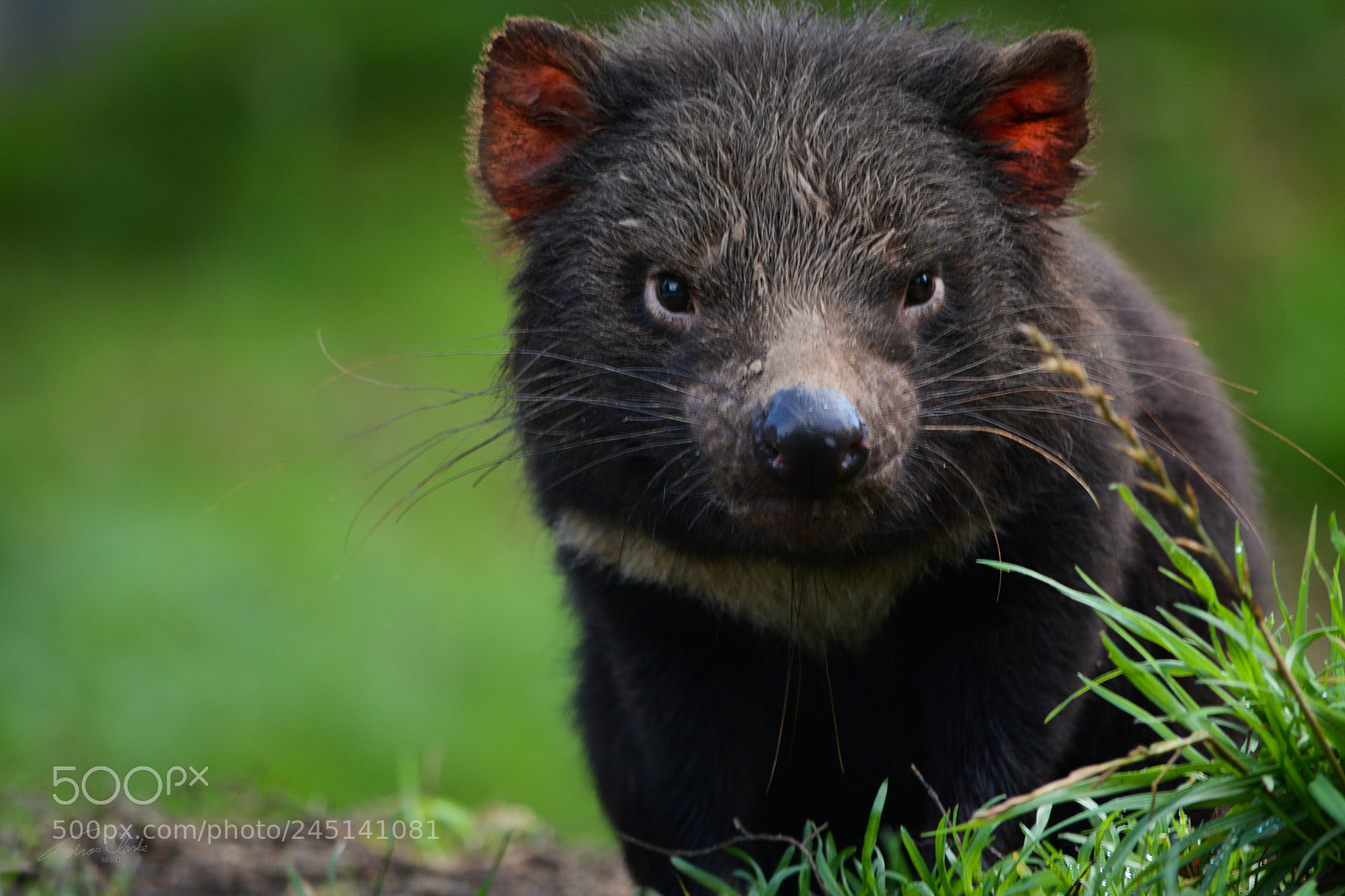 Nikon D7100 sample photo. Tasmanian devil photography