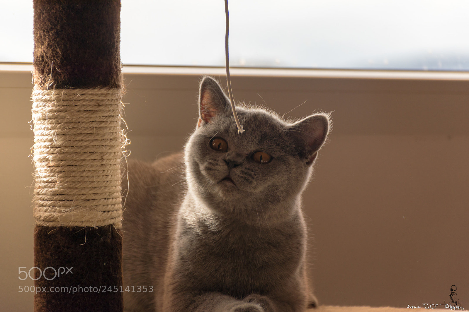 Nikon D5500 sample photo. British shorthair - bg photography