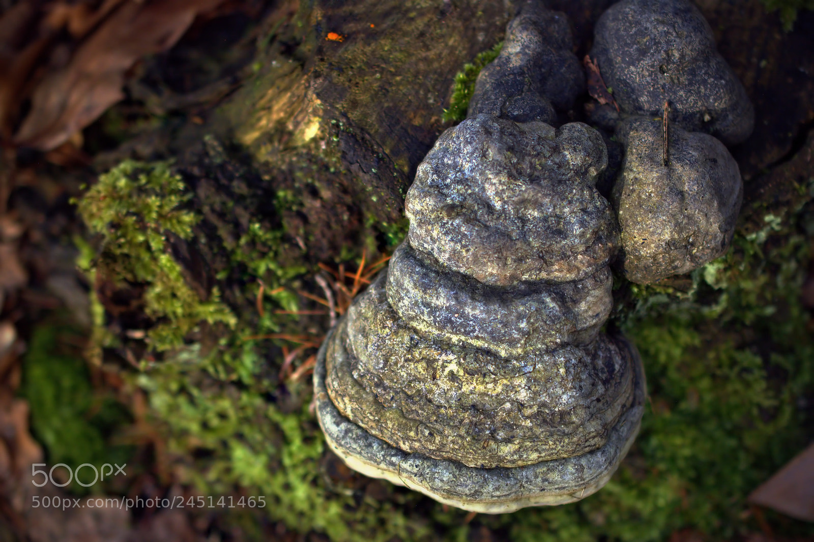 Nikon D5200 sample photo. *** photography