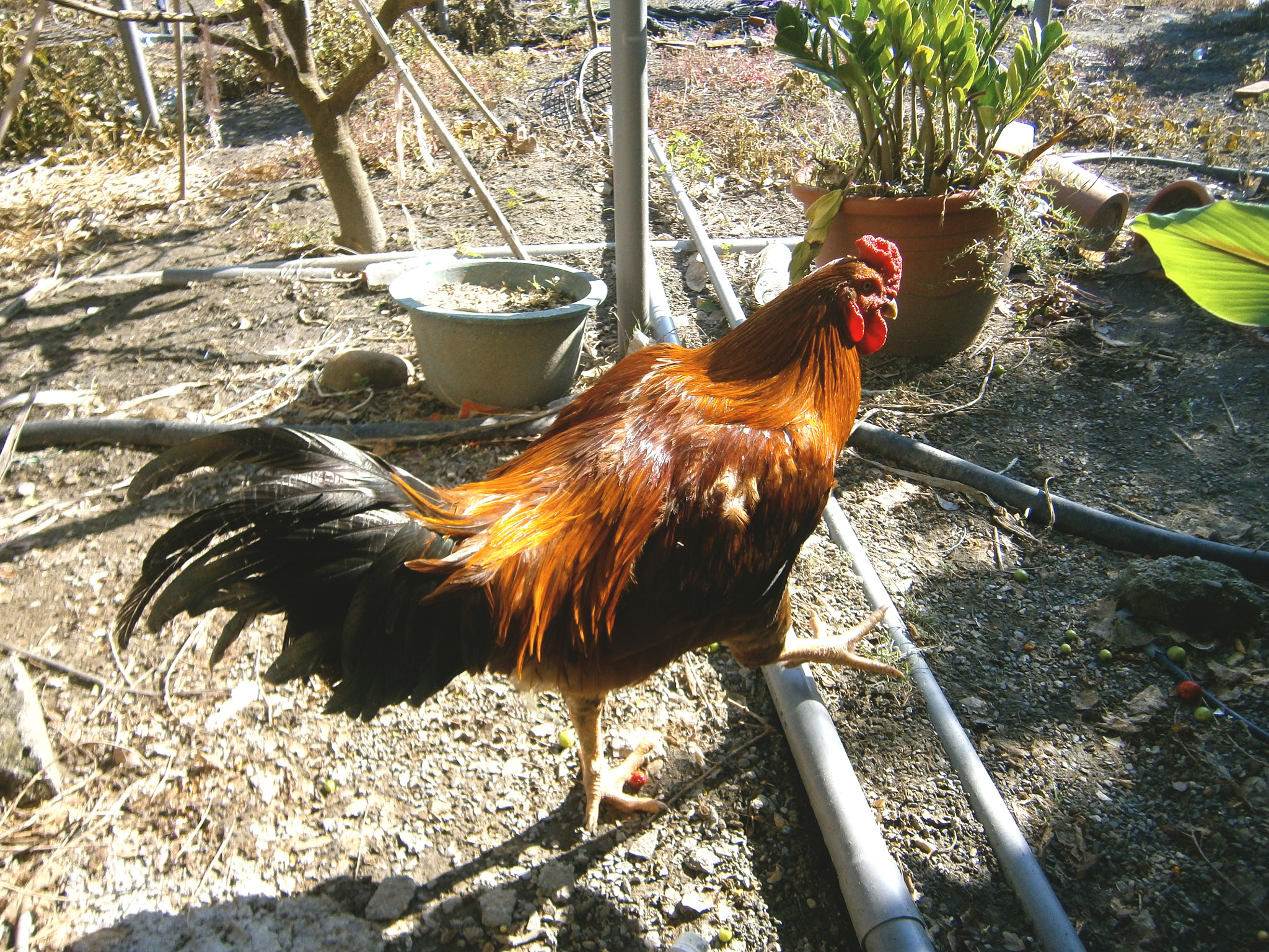 Olympus VG120,D705 sample photo. The rooster photography