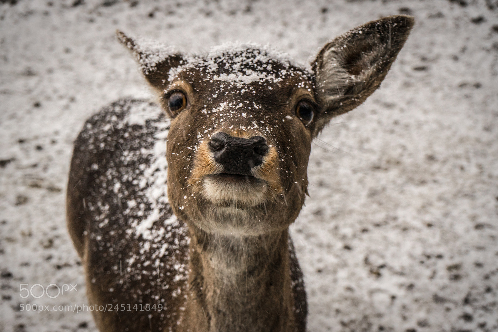 Sony a7 sample photo. Cute deer covered with photography