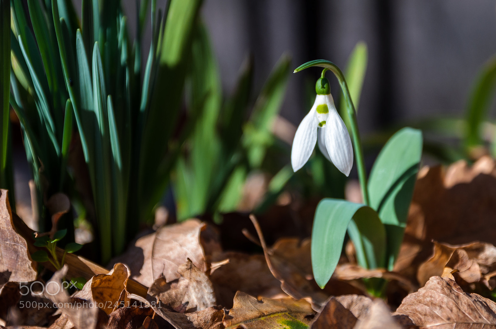 Nikon D5000 sample photo. Snowdrop photography
