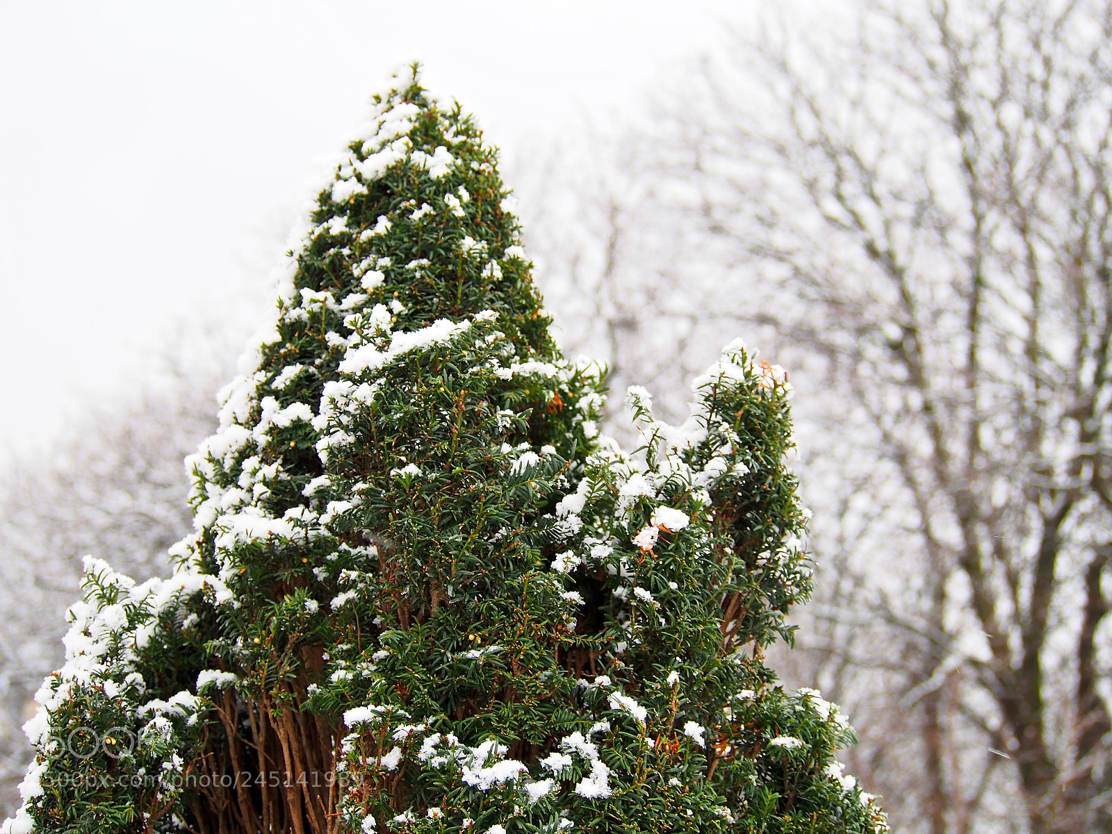 Olympus PEN E-PL6 sample photo. Greetings! photography