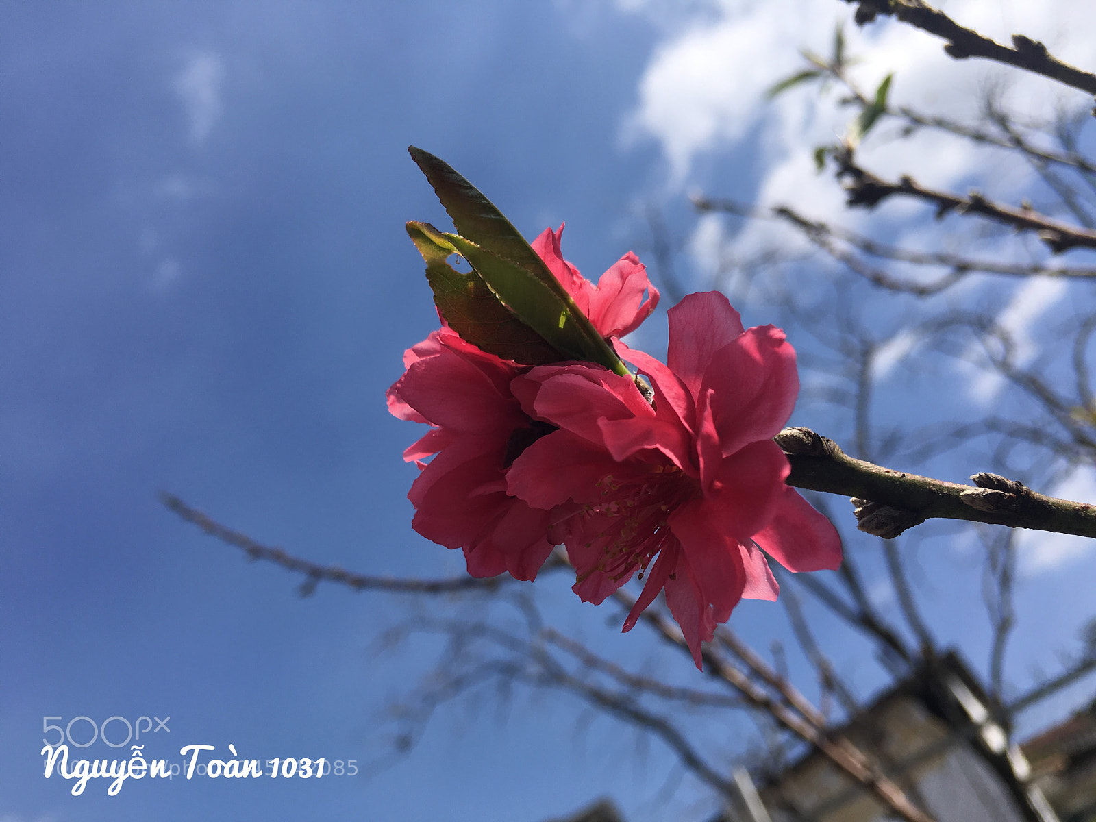 Apple iPhone 6s Plus sample photo. Untitled photography