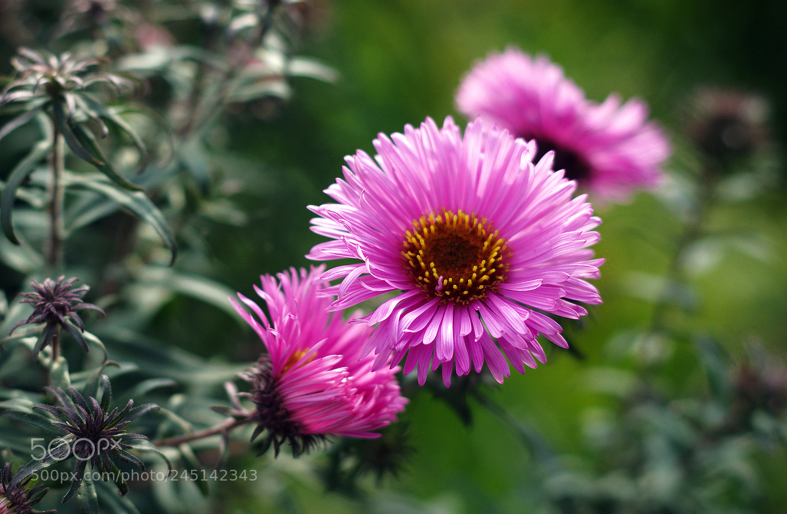 Pentax K-r sample photo. Осенние photography