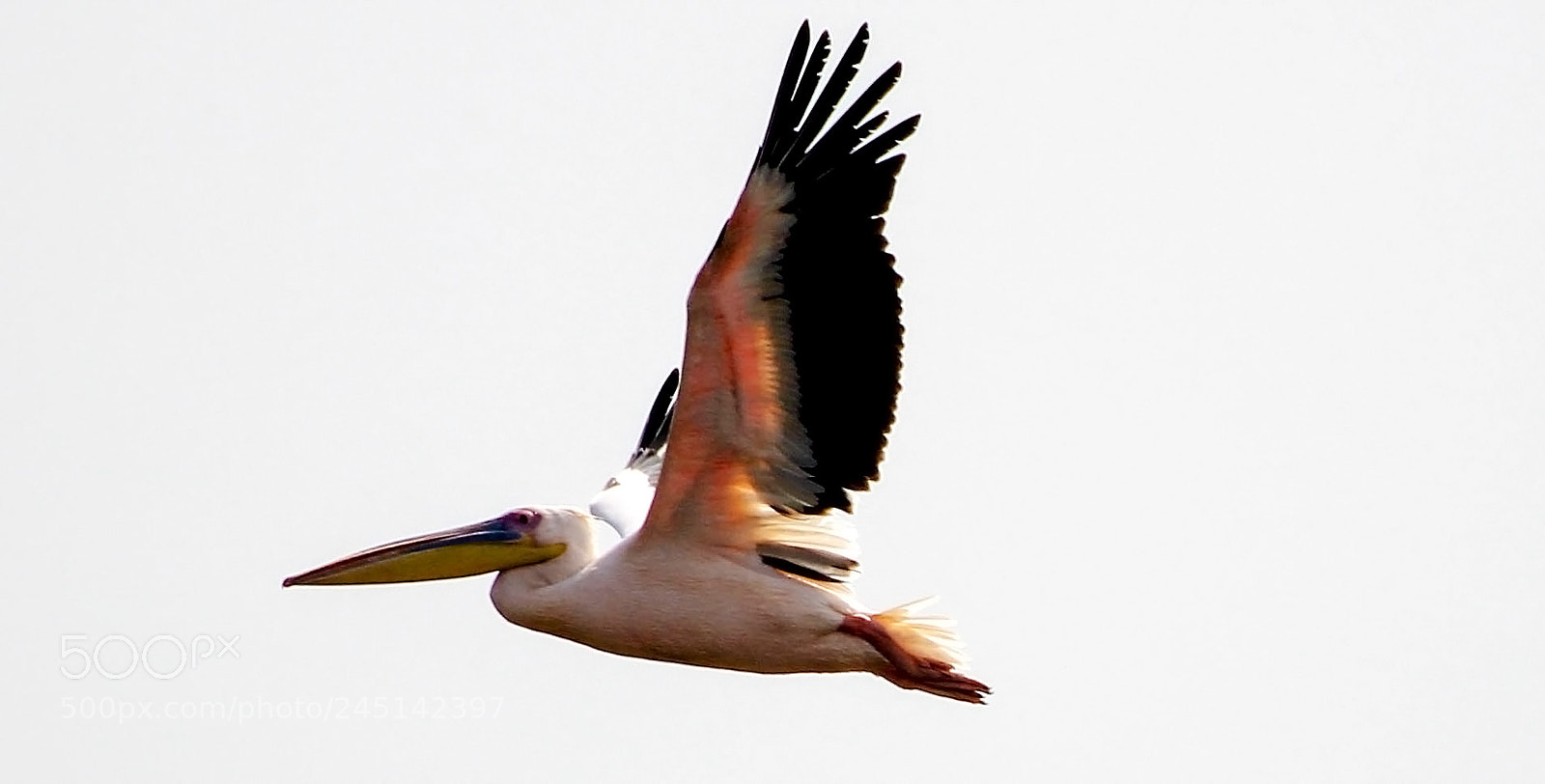 Canon EOS 1200D (EOS Rebel T5 / EOS Kiss X70 / EOS Hi) sample photo. Pelican photography