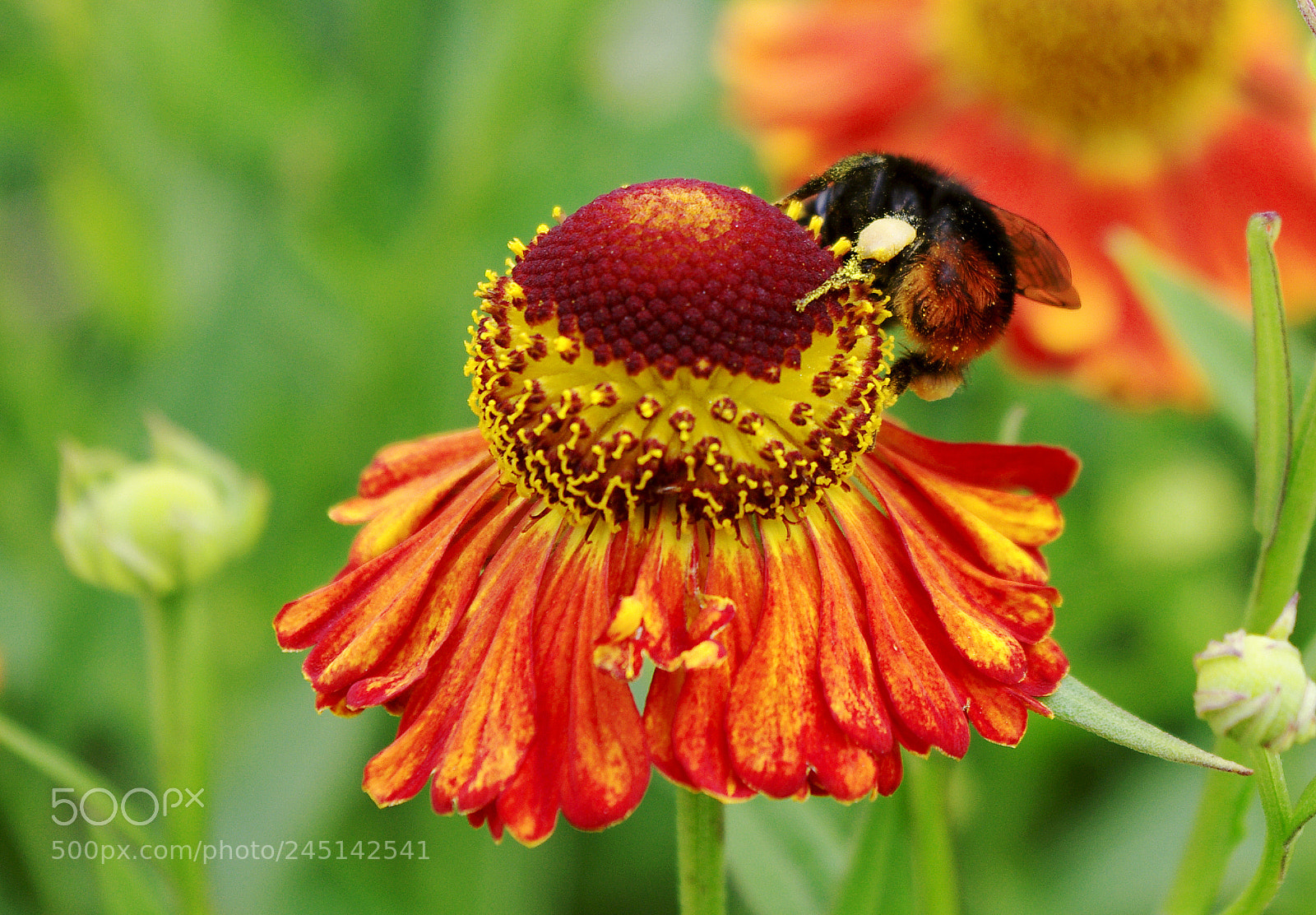 Pentax K-r sample photo. Попка photography