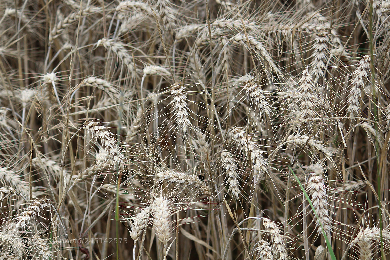 Canon EF-S 55-250mm F4-5.6 IS II sample photo. Background photography