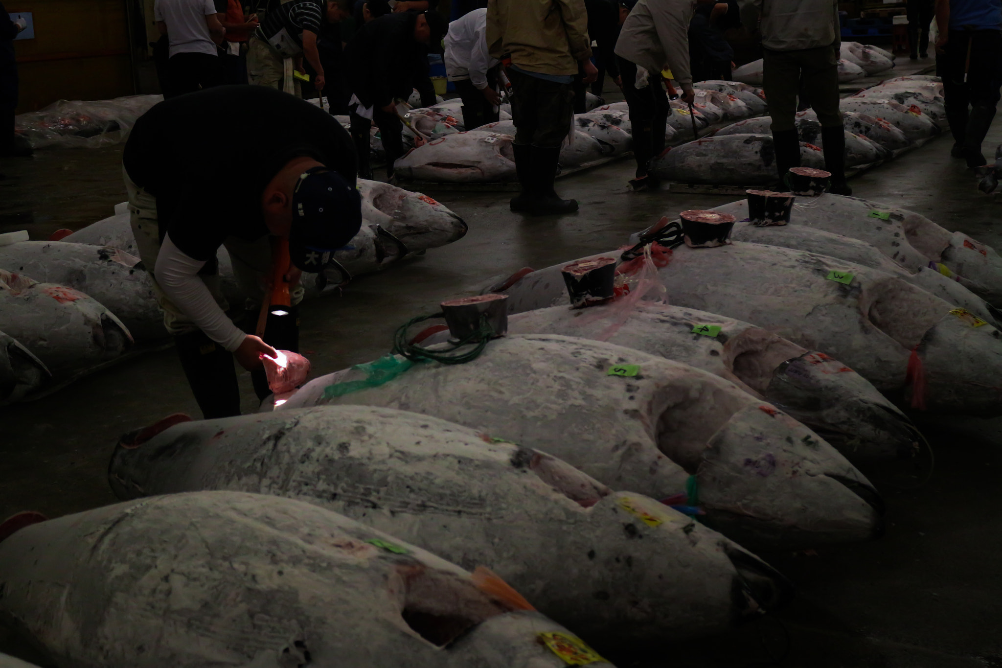 Canon EOS M2 sample photo. Japanese tuna market inspection photography