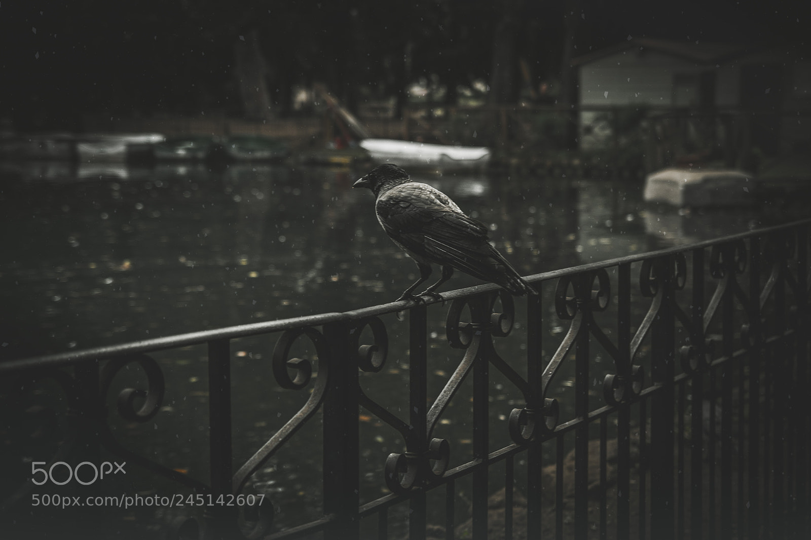 Nikon D7100 sample photo. Crow photography