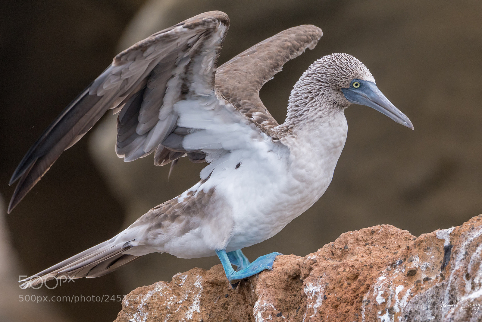 Nikon D500 sample photo. Blue-footed booby photography