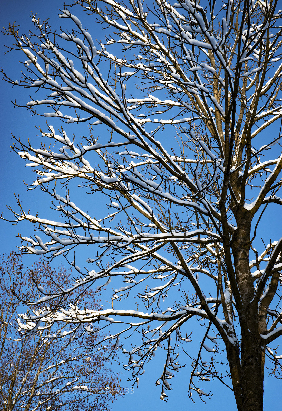 Nikon D5500 sample photo. Snowy tall tree photography
