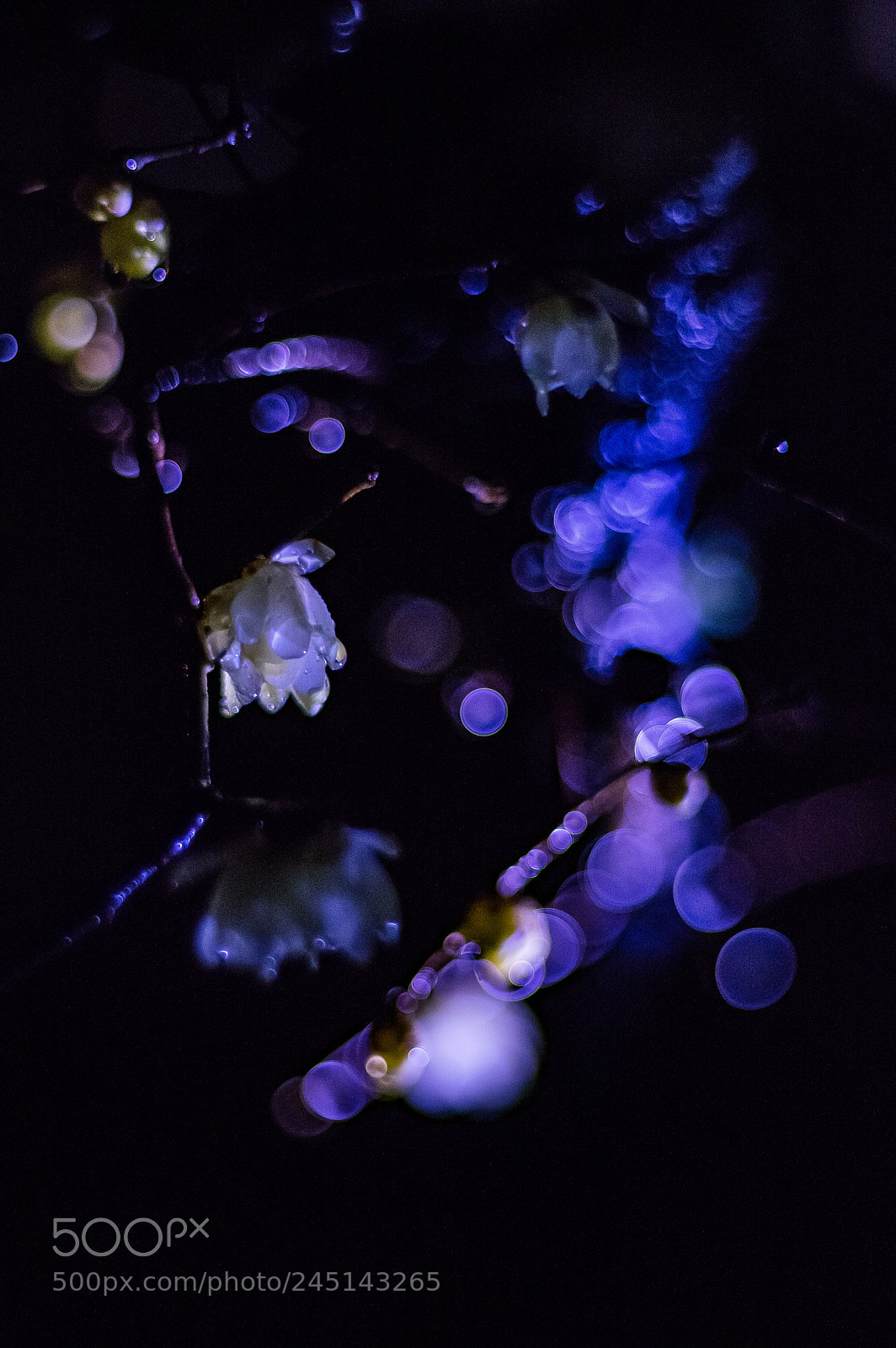 Pentax K-3 II sample photo. The night carnival photography