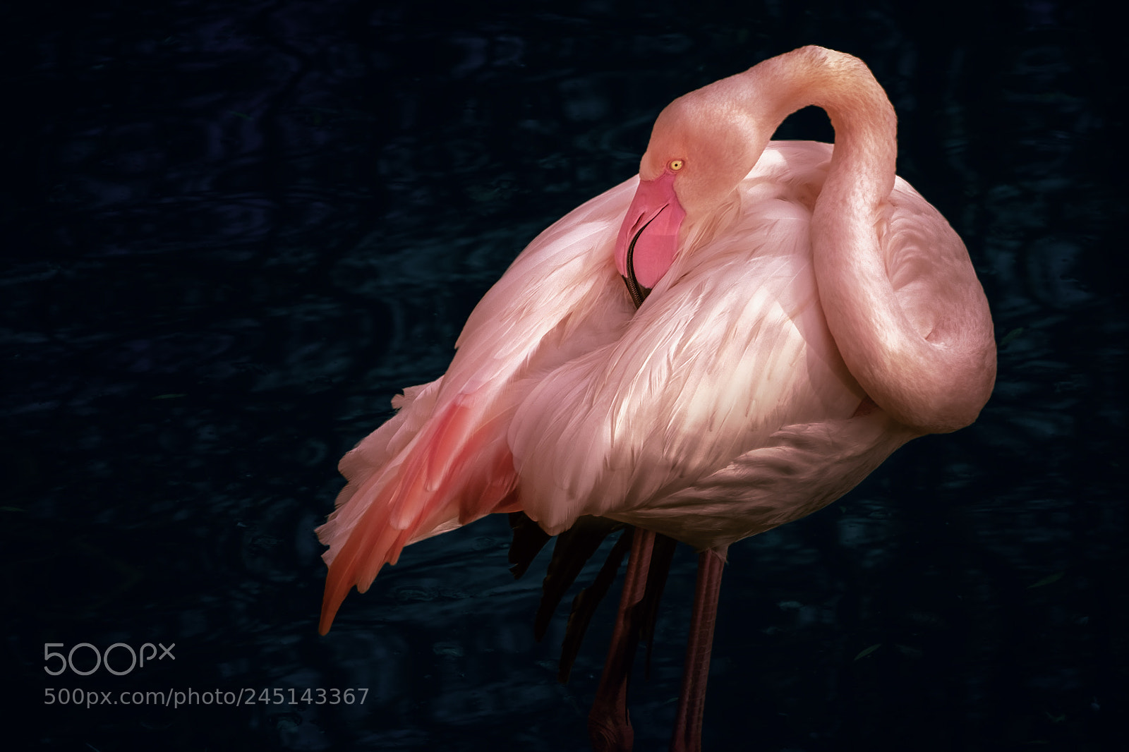 Fujifilm X-T2 sample photo. Pink beauty photography