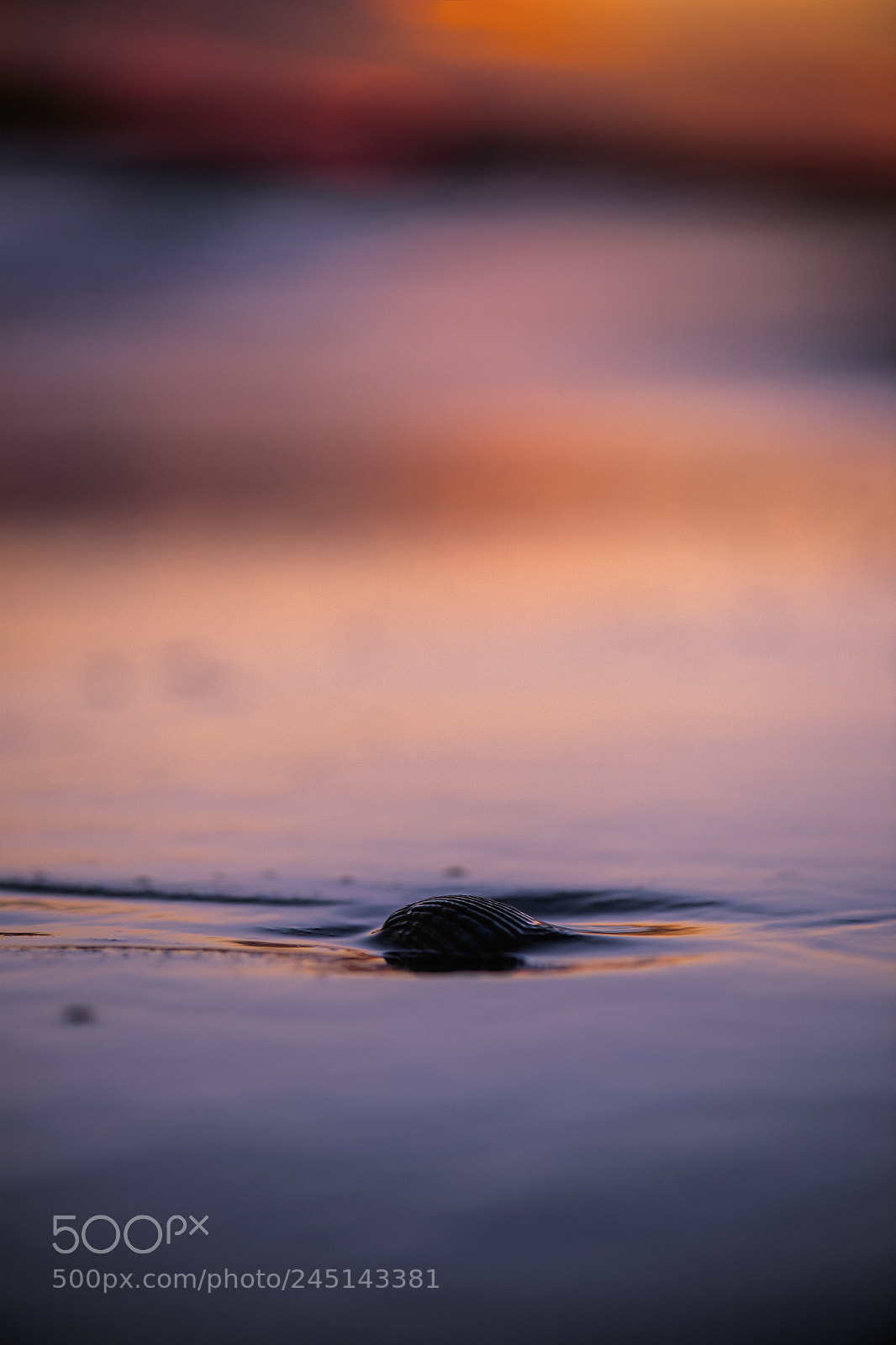 Nikon D800 sample photo. Kings beach in the photography
