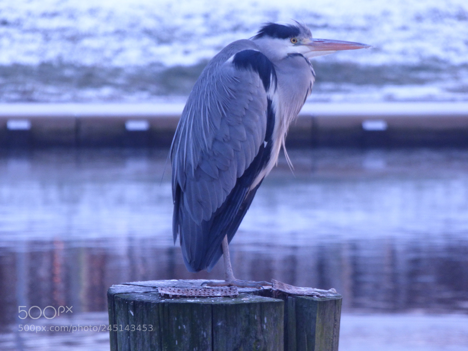 Panasonic DMC-FZ72 sample photo. Natur und  tier photography