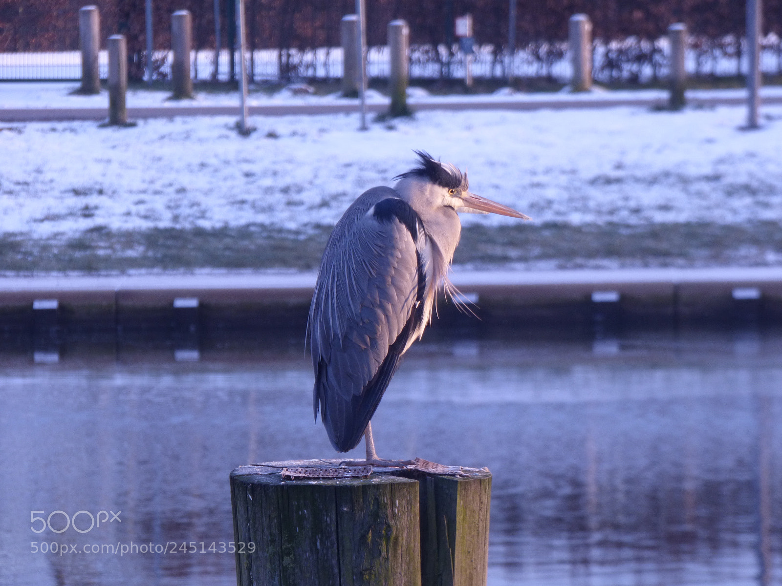Panasonic DMC-FZ72 sample photo. Natur und  tier photography