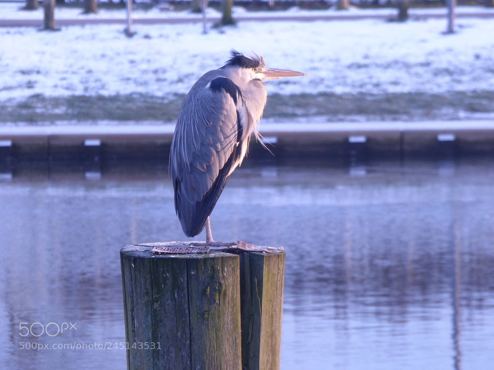 Panasonic DMC-FZ72 sample photo. Natur und  tier photography