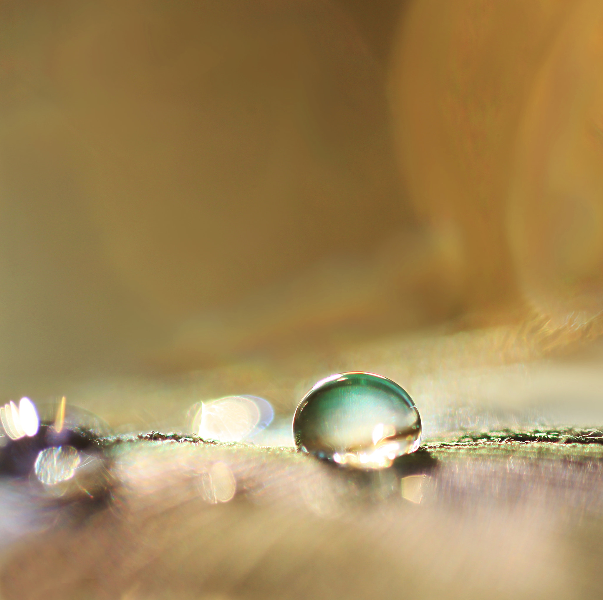 Canon EF 100mm F2.8 Macro USM sample photo. Endless photography