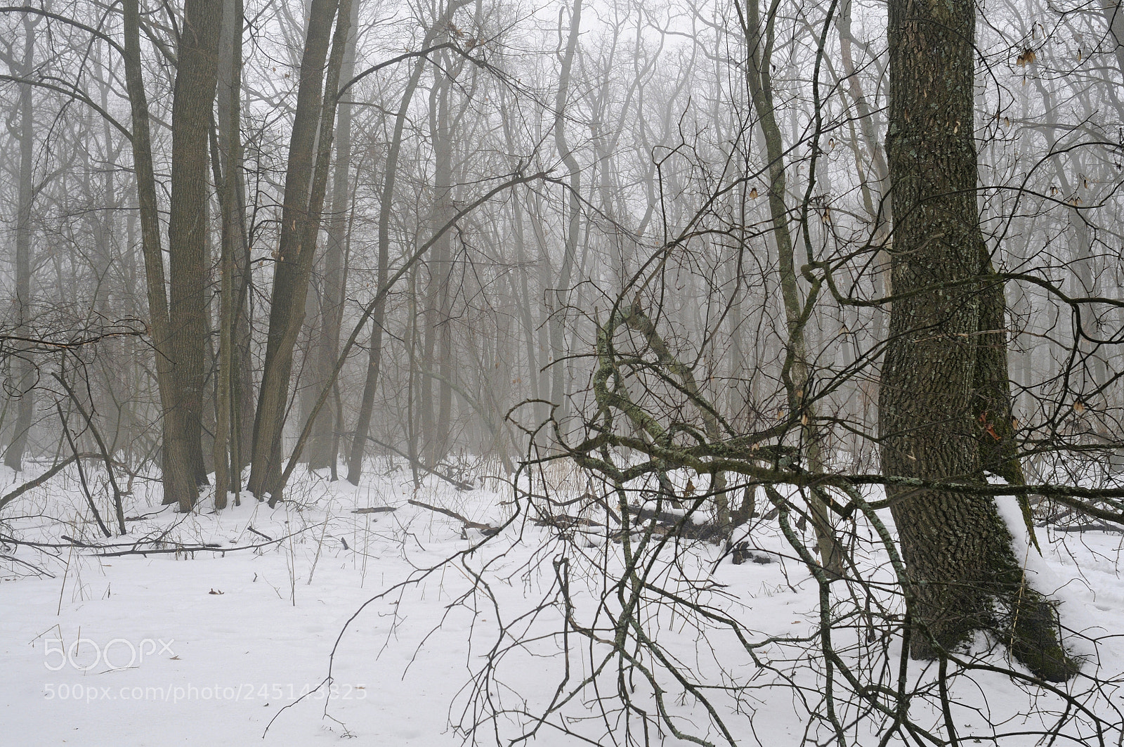 Nikon D300S sample photo. Snow is melting photography