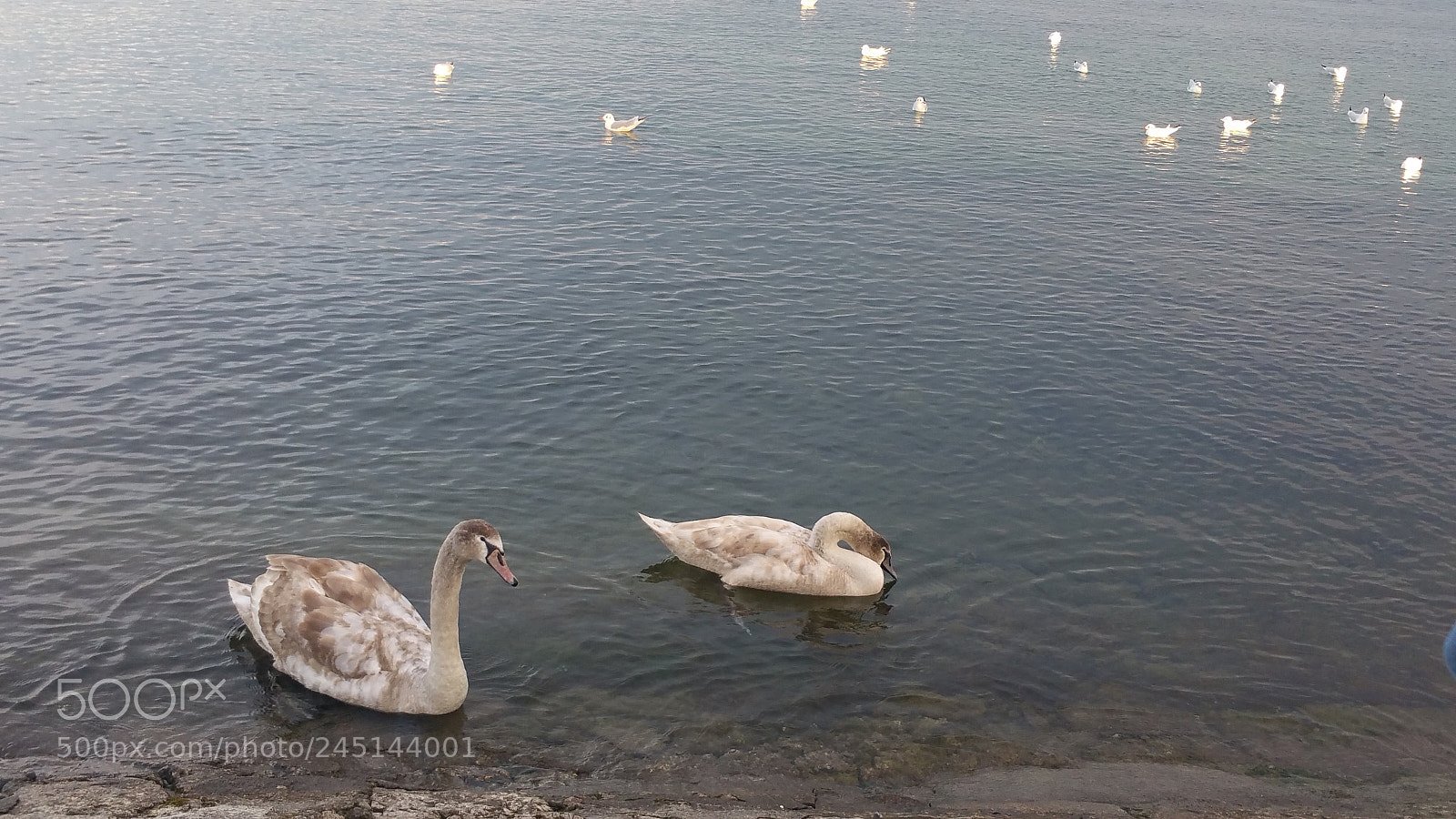 Samsung Galaxy Note4 sample photo. Untitled photography