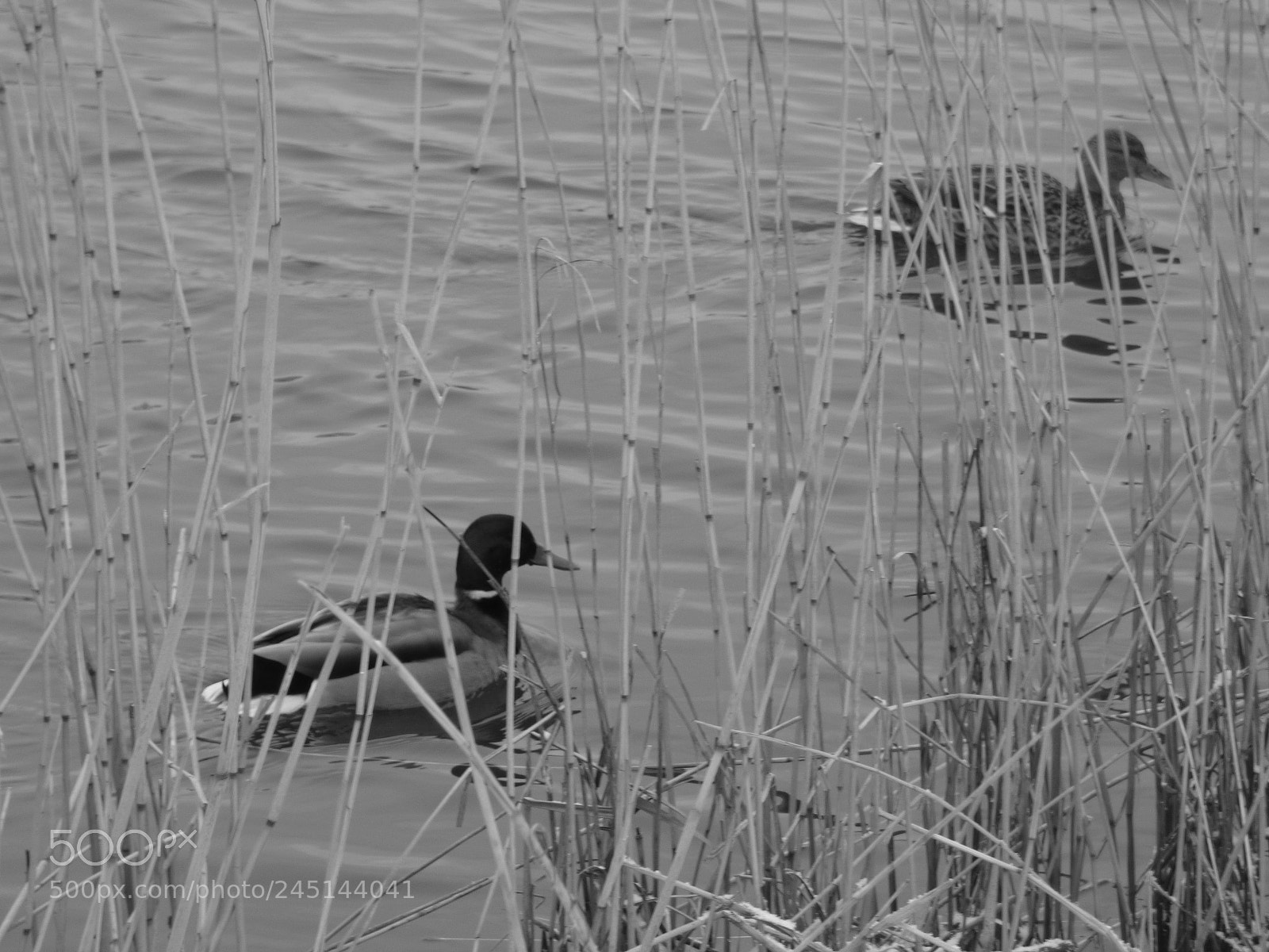 Panasonic DMC-FZ72 sample photo. P photography