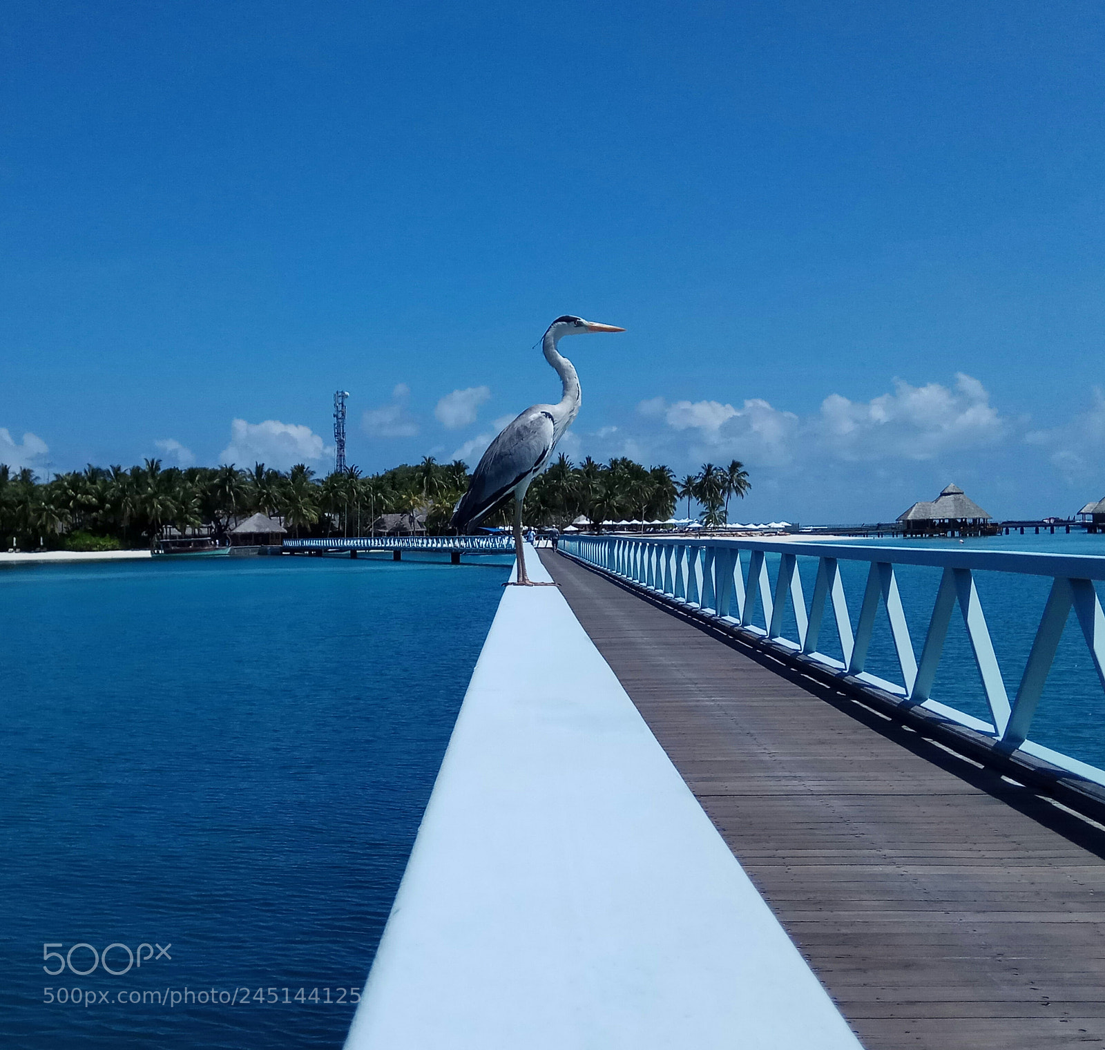 Xiaomi Redmi Note 4 sample photo. Sunny day photography