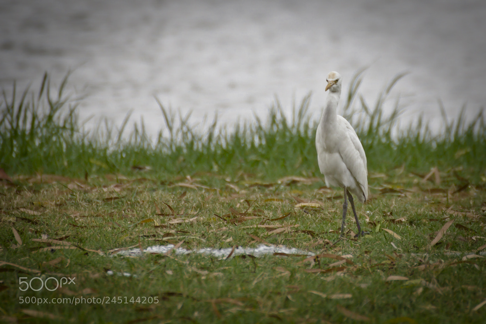 Canon EOS 60D sample photo. Angry bird photography