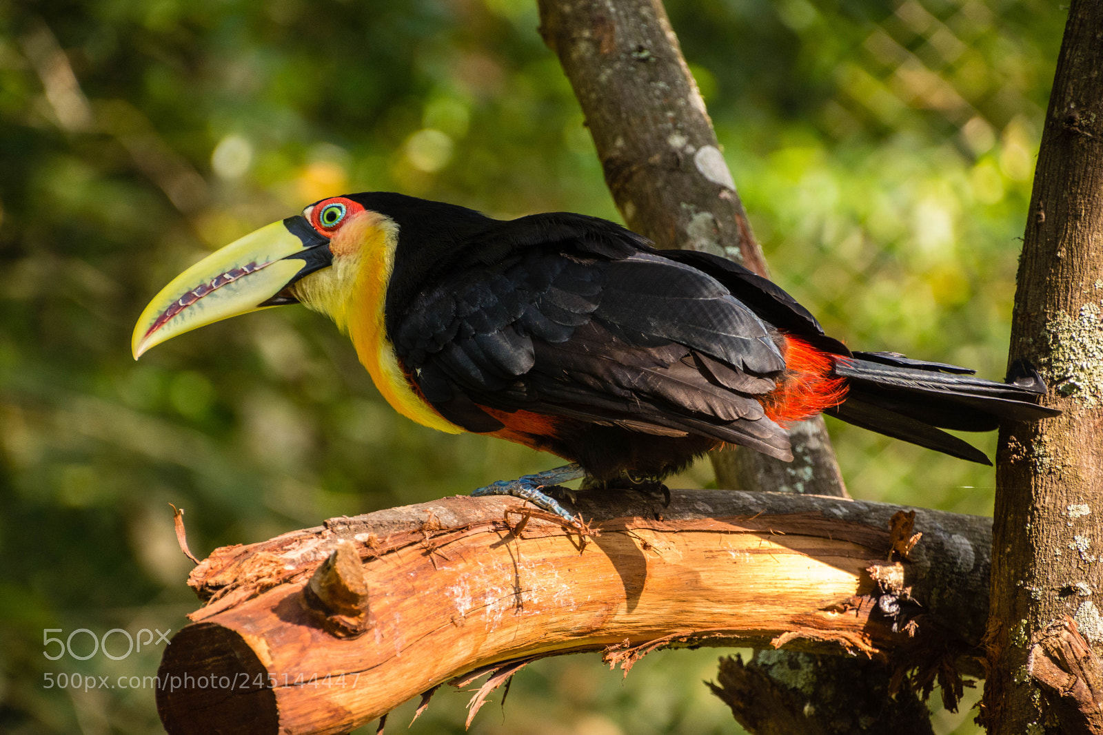 Nikon D7200 sample photo. Red-breasted toucan photography