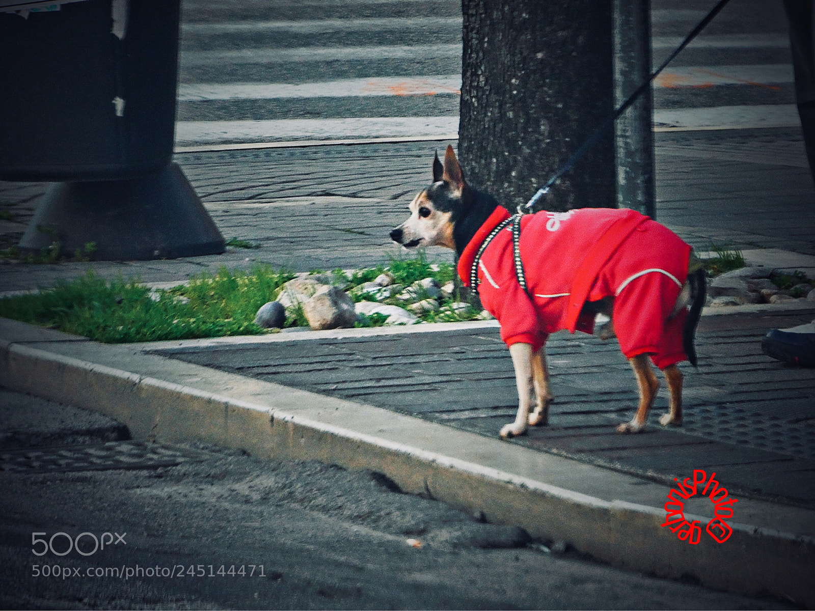 Panasonic Lumix DC-ZS70 (Lumix DC-TZ90) sample photo. A dog with a photography
