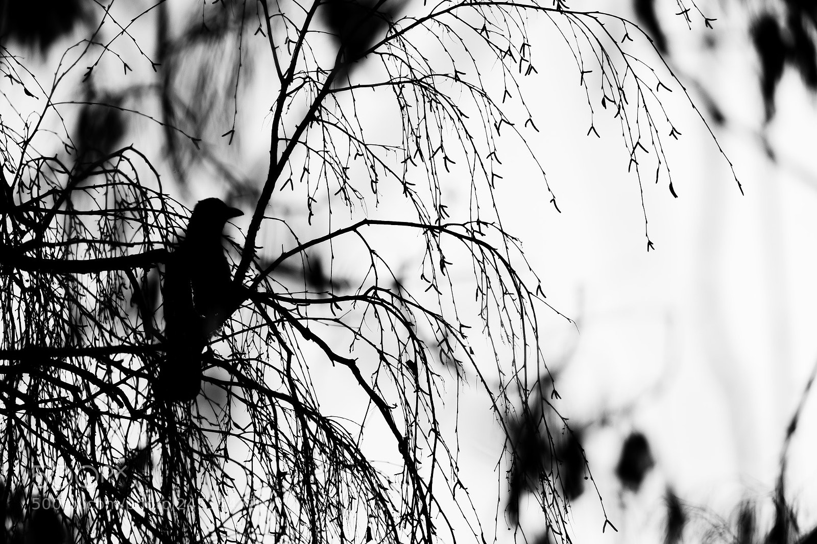 Fujifilm X-T10 sample photo. тоска photography