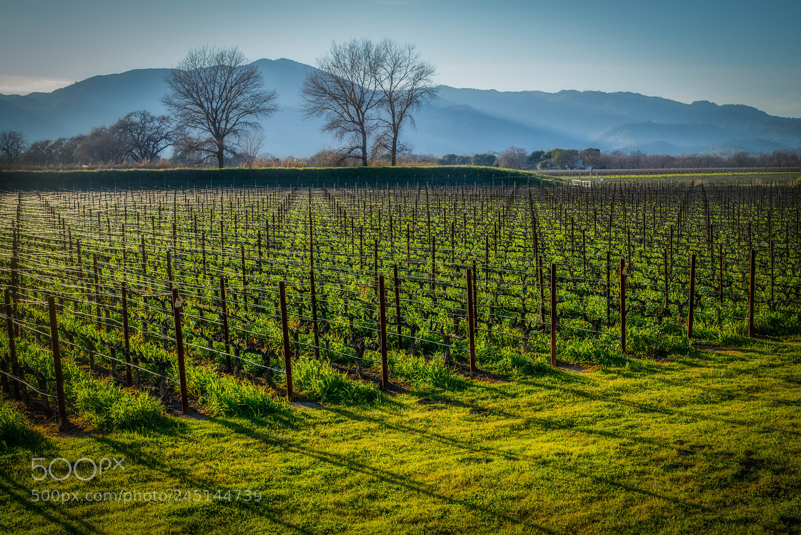 Leica M (Typ 240) sample photo. Spring vineyard photography